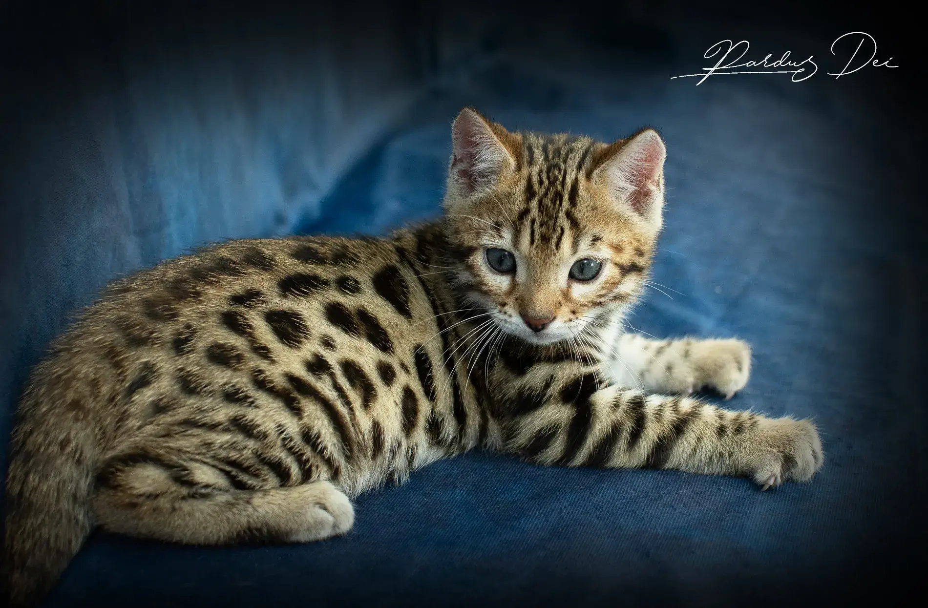 chaton bengal